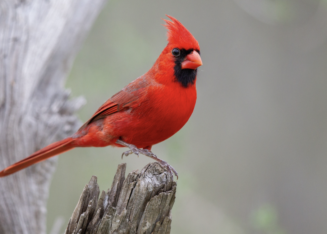 Bird of the Month: Northern Cardinal | Mississippi State ...